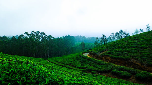 Tea gardens in Munnar